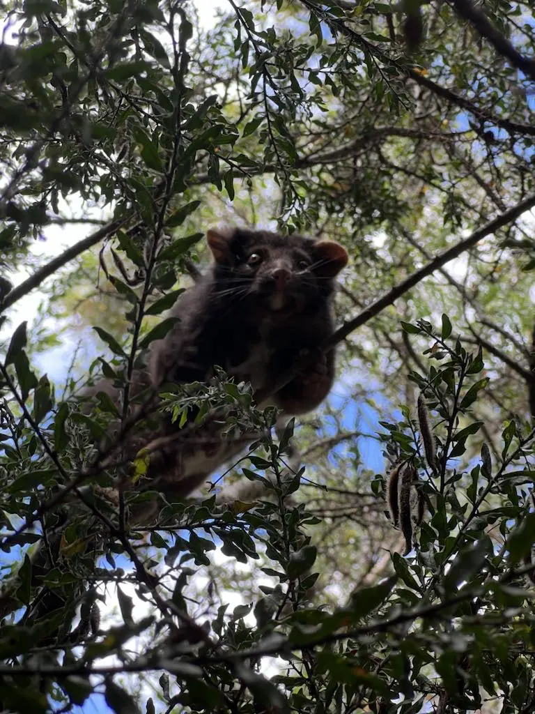 A possum observed in a woodland tree